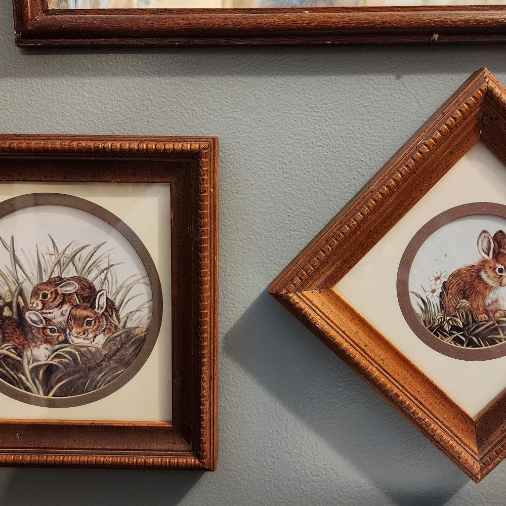 Rabbits pics